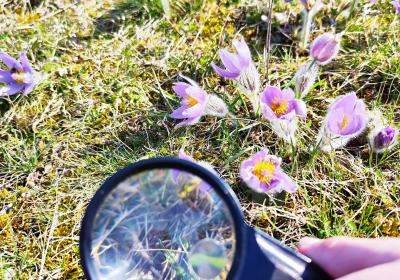 Pod lupou třeťáků - chlupatý posel jara
